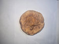 Snickerdoodle Cookie